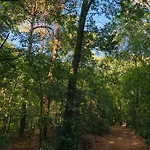Rode Eekhoorn: Genieten Met De Dieren In Het Bos! *