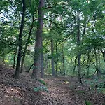 Rode Eekhoorn: Genieten Met De Dieren In Het Bos! Vakantiehuis Otterlo
