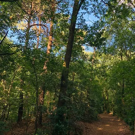 Rode Eekhoorn: Genieten Met De Dieren In Het Bos! *