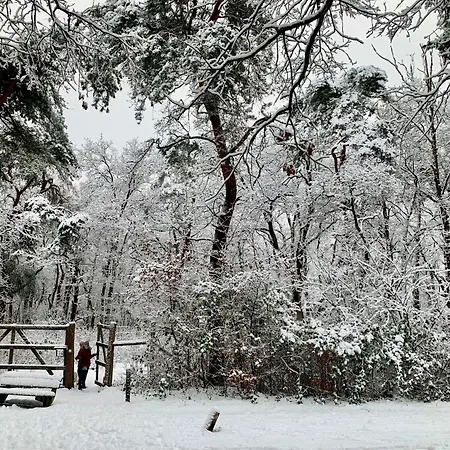 Rode Eekhoorn: Genieten Met De Dieren In Het Bos! Ferienhaus