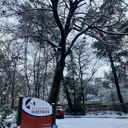 Rode Eekhoorn: Genieten Met De Dieren In Het Bos! *