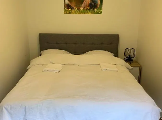 Rode Eekhoorn: Genieten Met De Dieren In Het Bos!