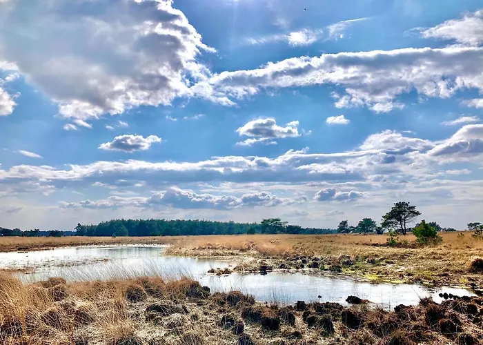 Rode Eekhoorn: Genieten Met De Dieren In Het Bos! *