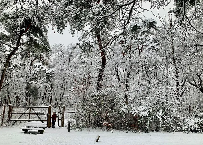 Rode Eekhoorn: Genieten Met De Dieren In Het Bos! Semesterbostad
