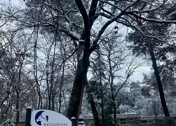 Rode Eekhoorn: Genieten Met De Dieren In Het Bos! *