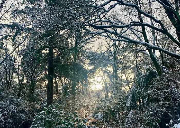 Rode Eekhoorn: Genieten Met De Dieren In Het Bos! Semesterbostad *