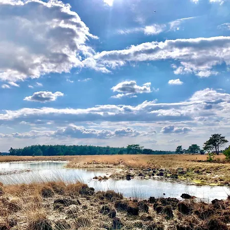Rode Eekhoorn: Genieten Met De Dieren In Het Bos! *