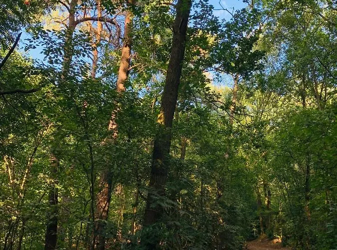 Rode Eekhoorn: Genieten Met De Dieren In Het Bos! *